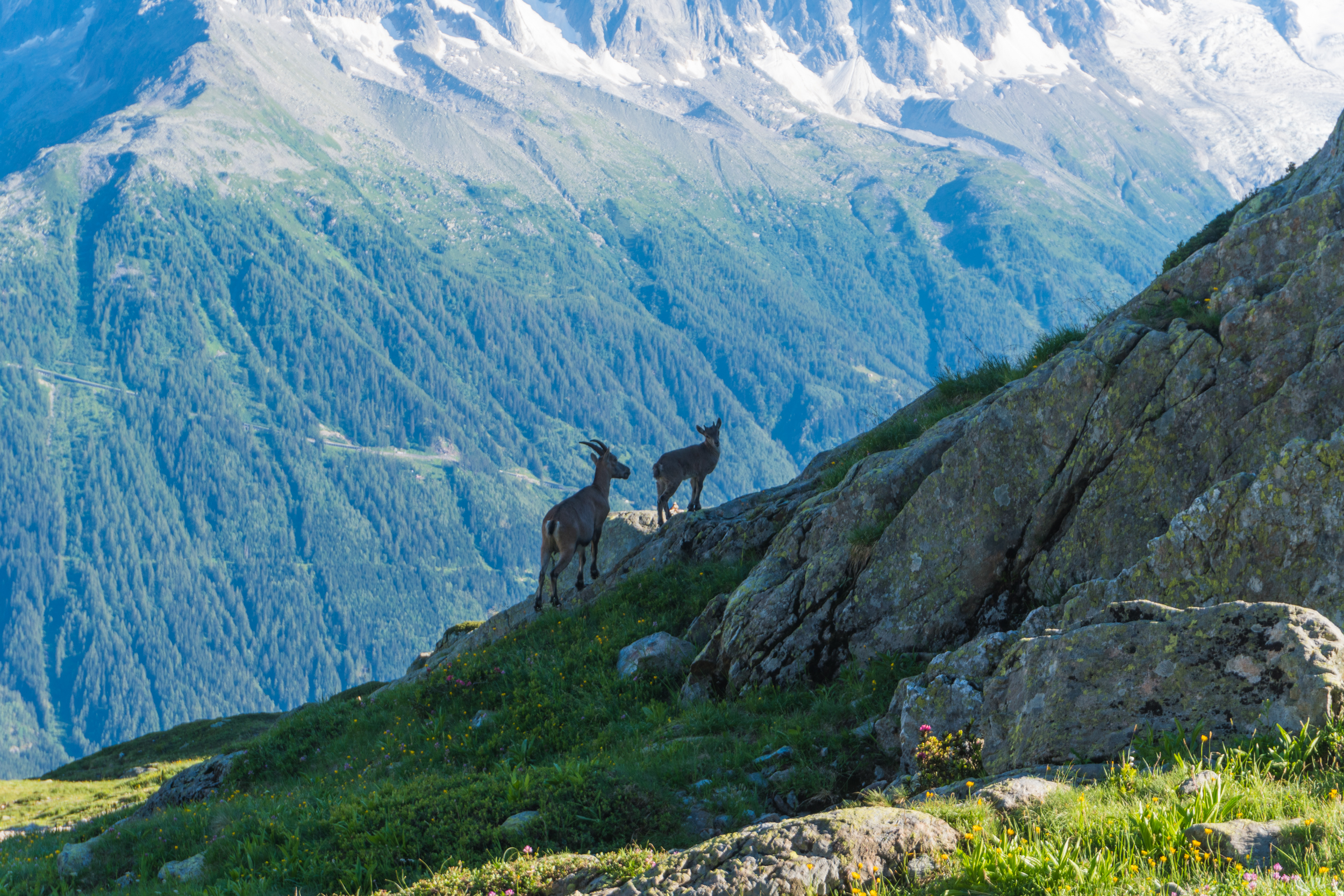 Tour du Mont-Blanc